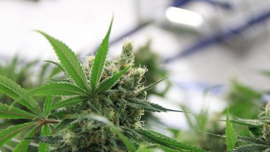 Legal Considerations for the Cannabis Industry